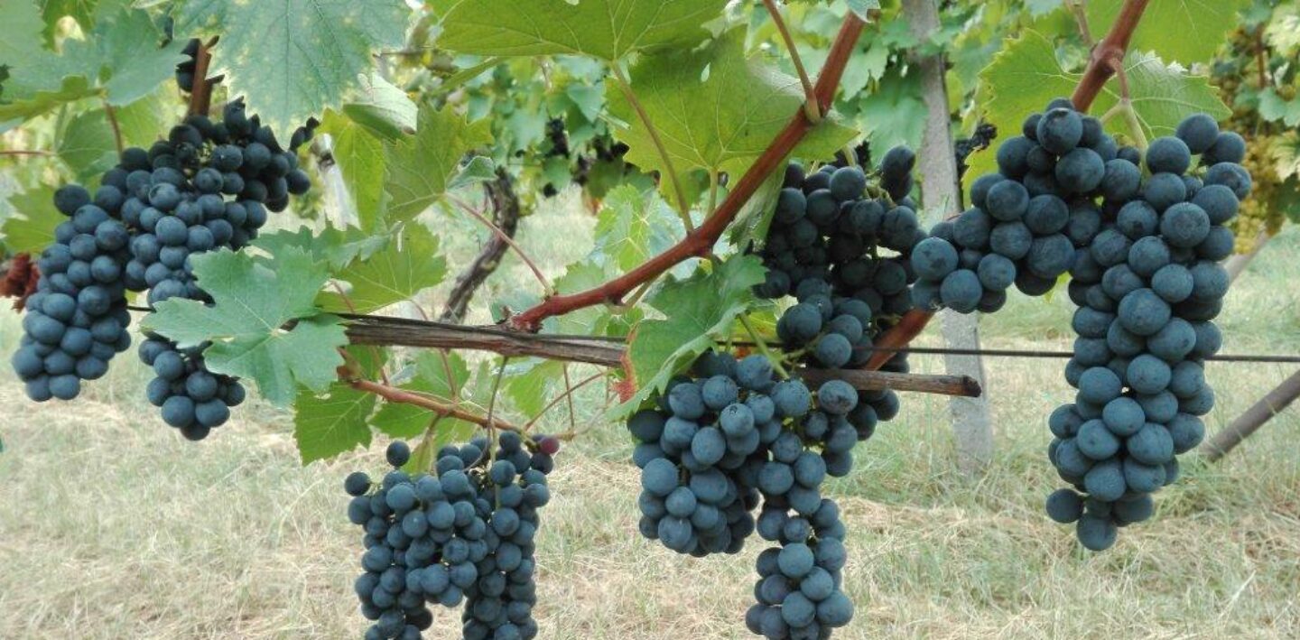 La Bandina Traditional WInes