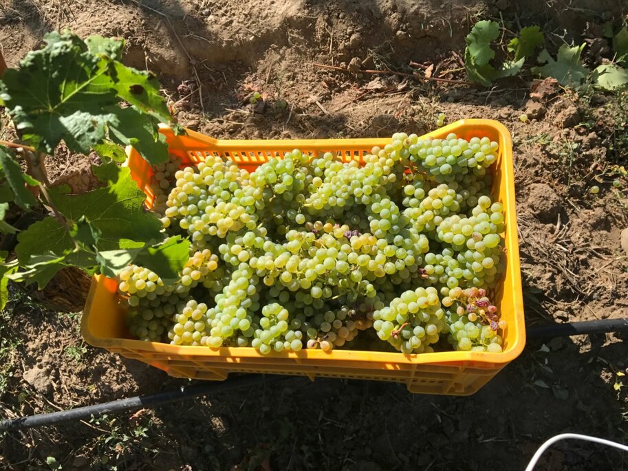 LOTTI – AZIENDA AGRICOLA BIOLOGICA