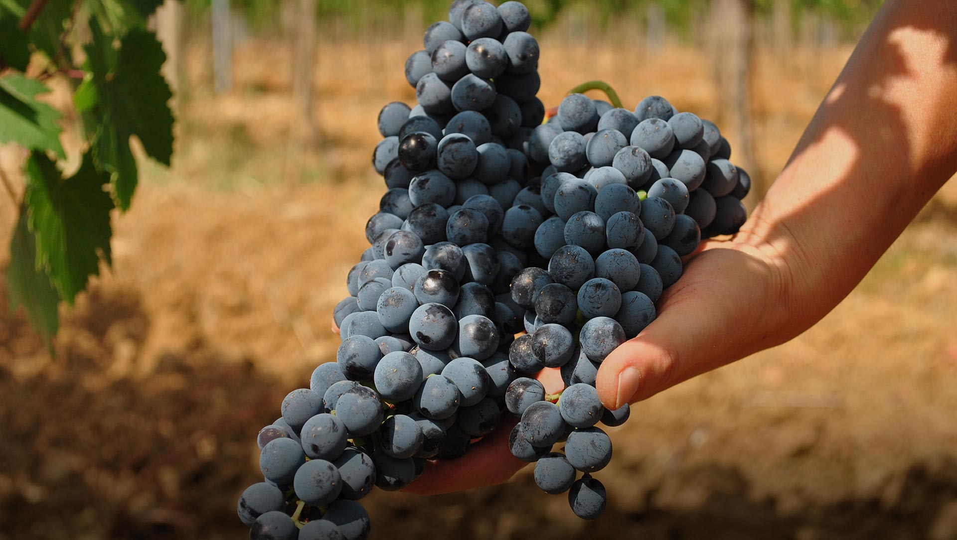 Luteraia - Vini Sensoriali