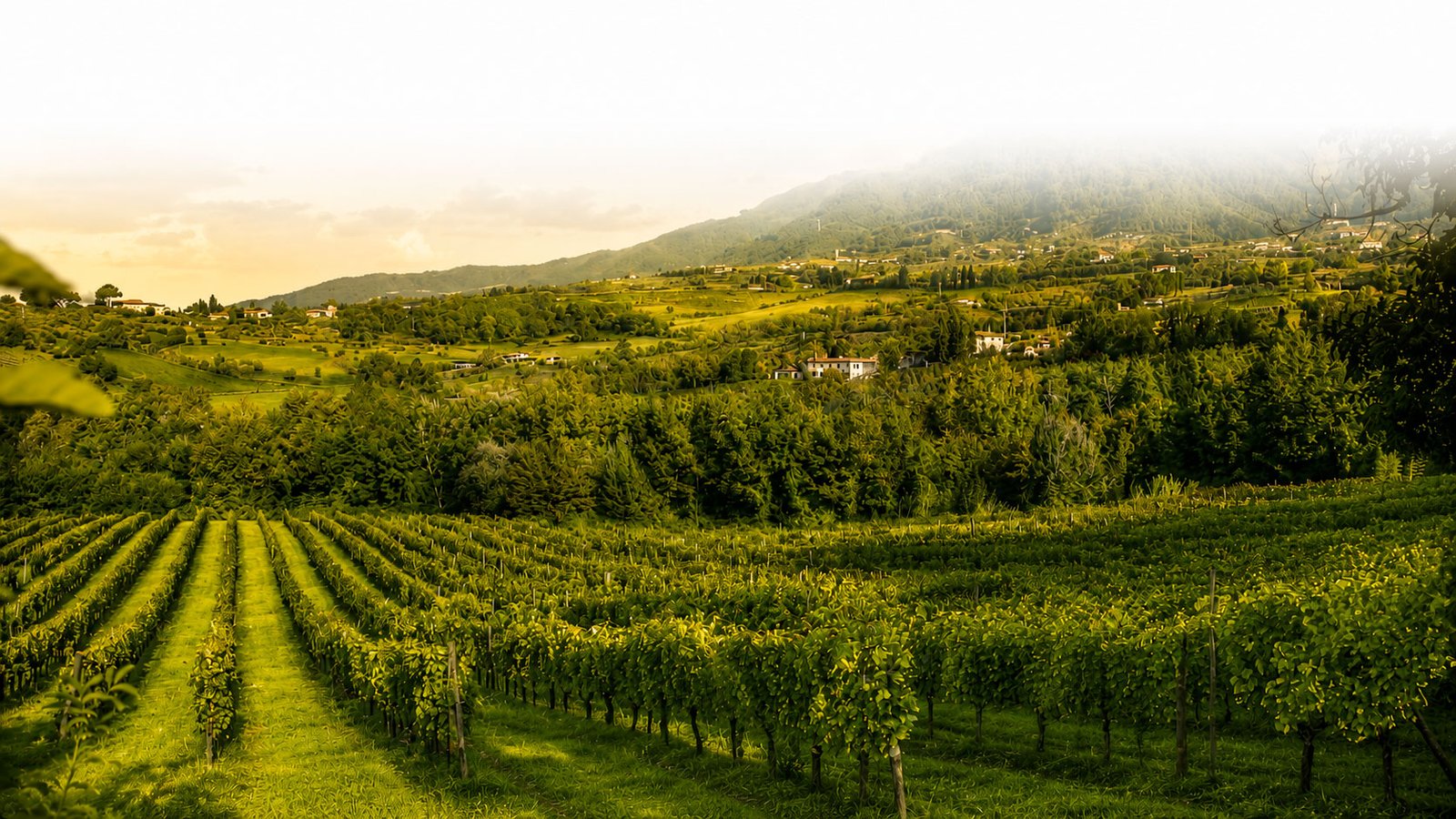 Malgiacca - vignaioli in Lucchesia