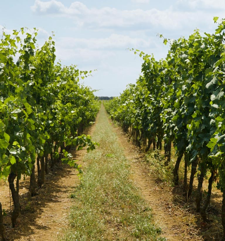 Masseria Cuturi Societa' Agricola Srl