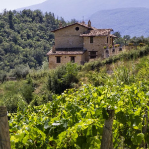 Pantaleone