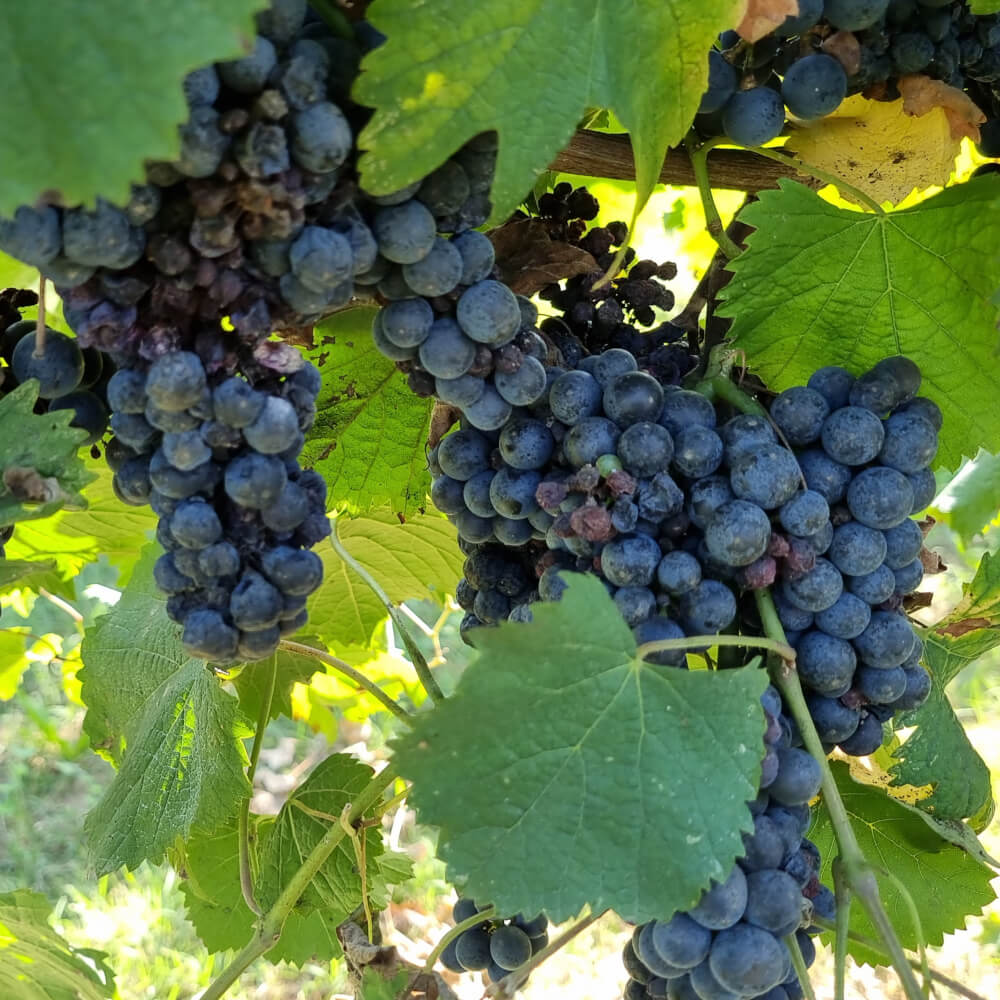 Podere Giardino