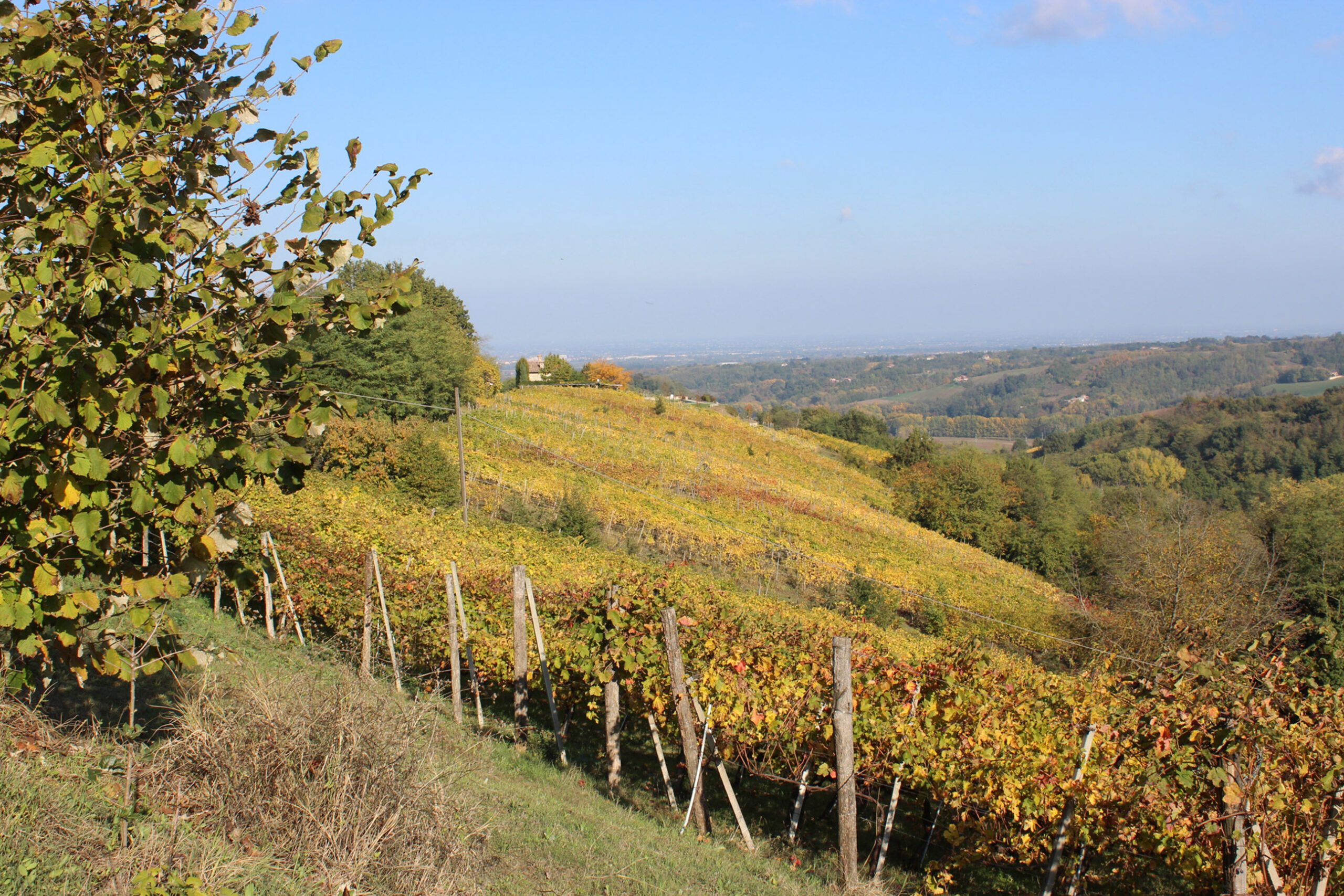 Saccomani Vini