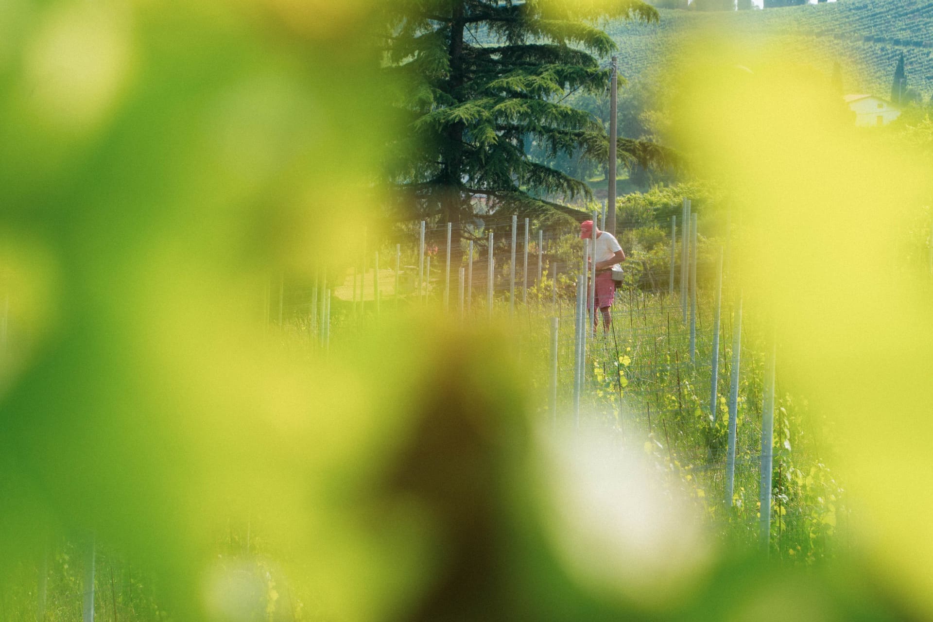 Tenuta Iris