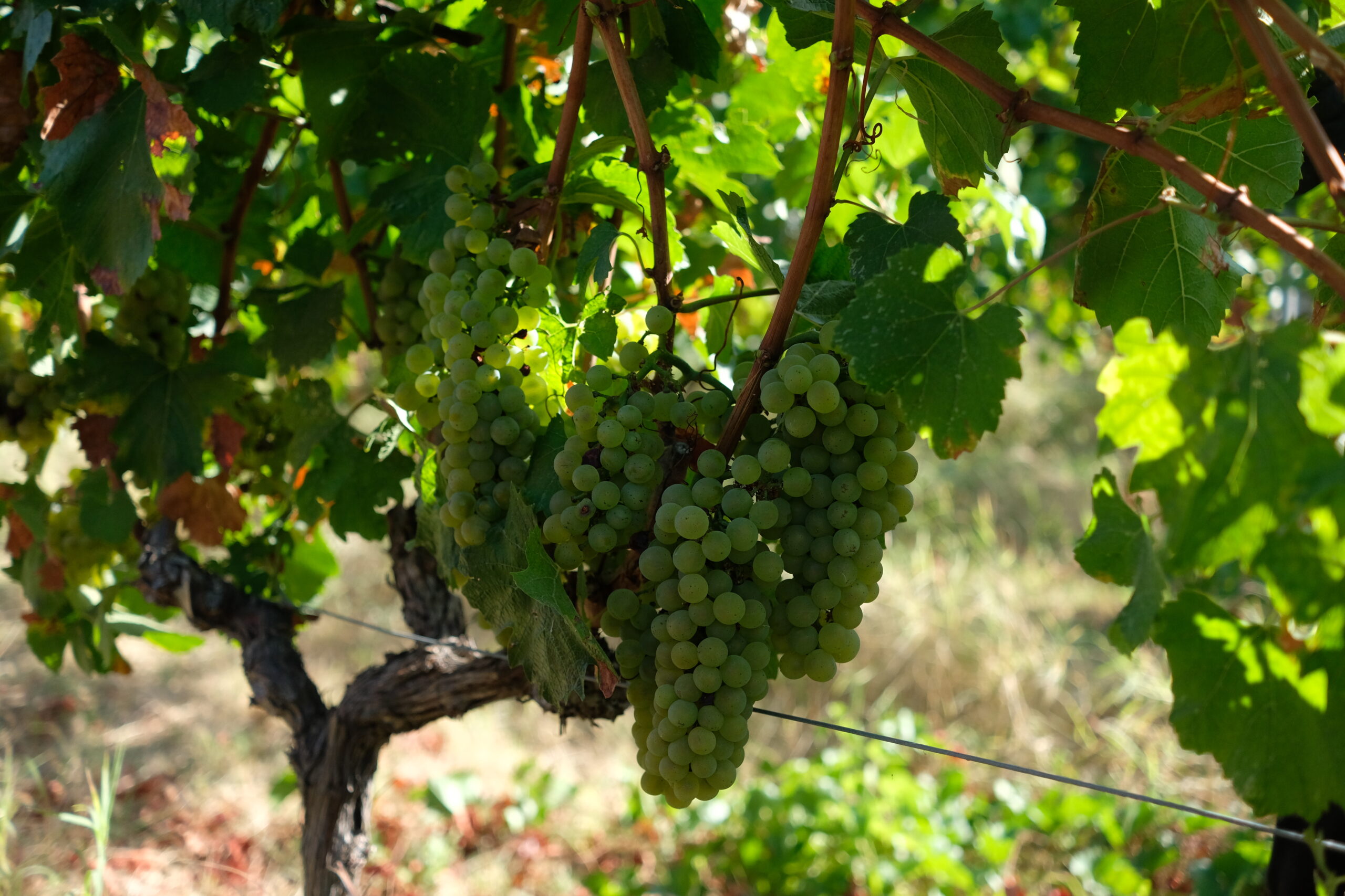 Tenuta Denisi