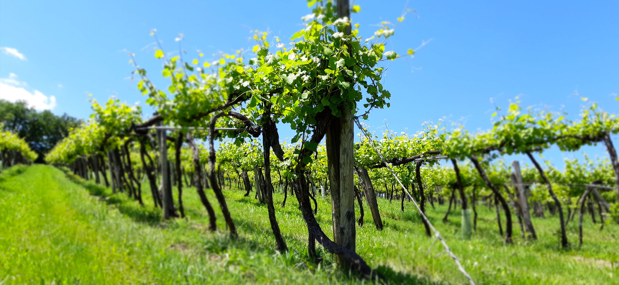 Tenuta di Aljano