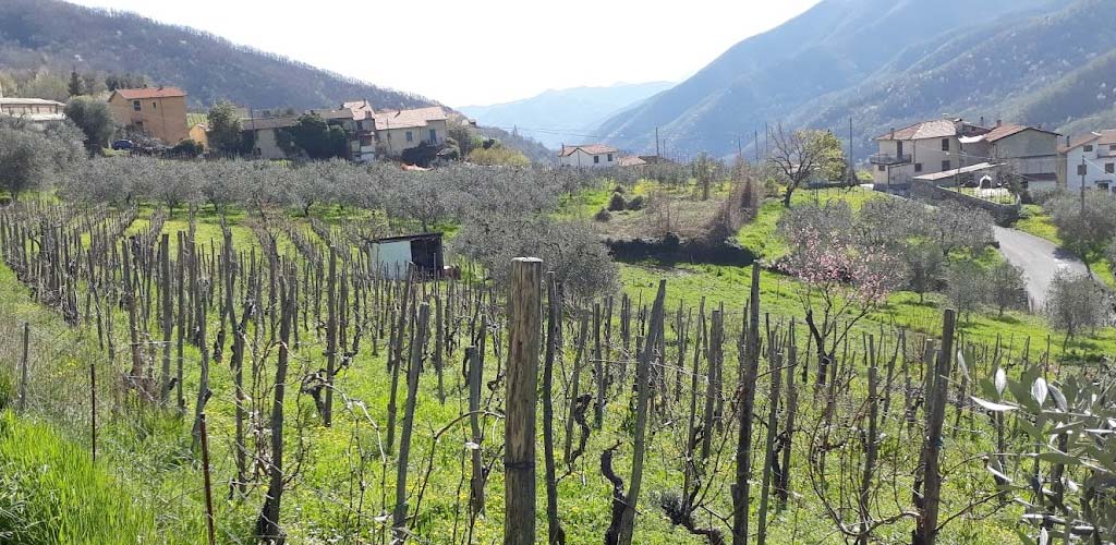 Tenuta Maffone