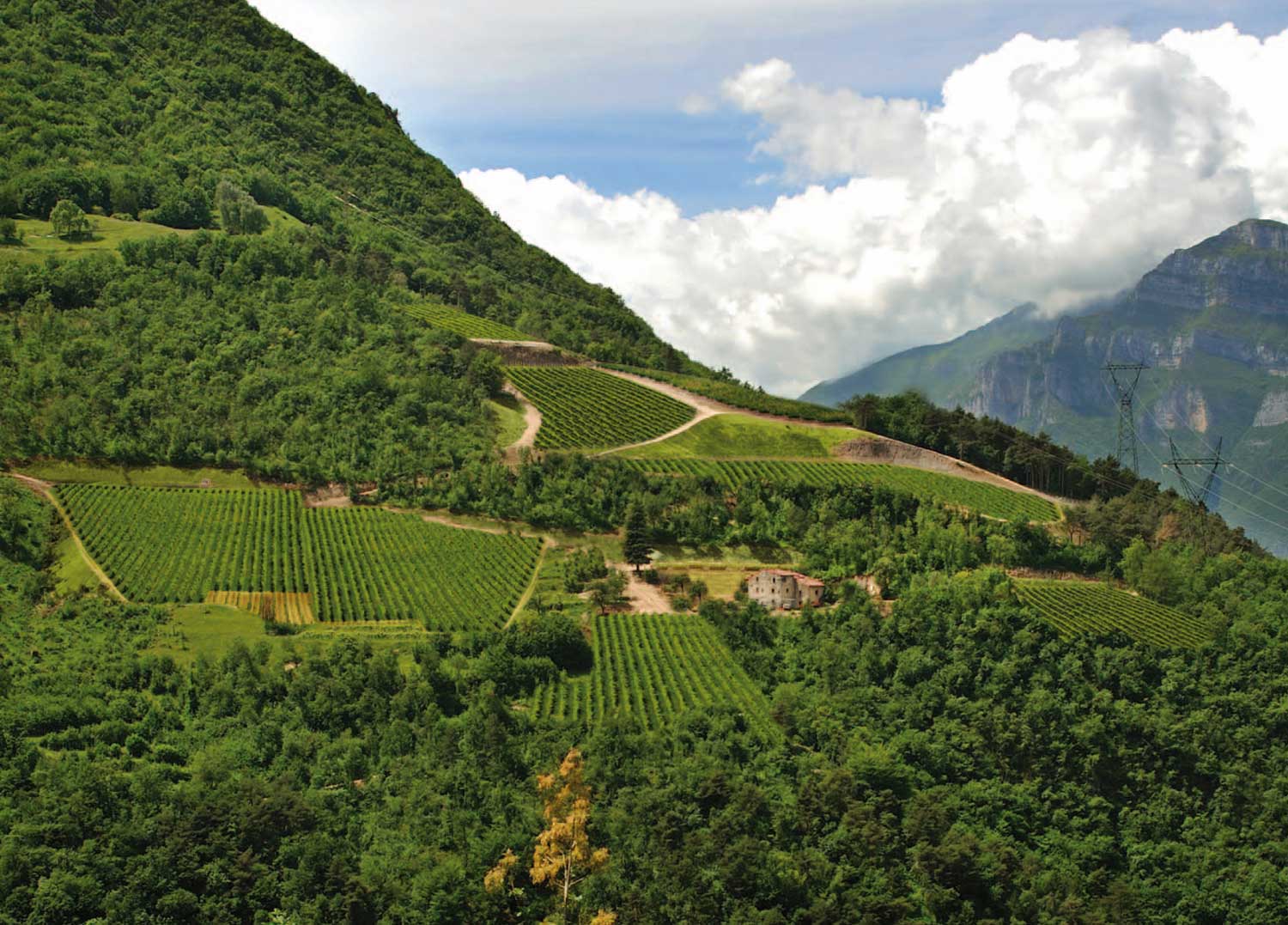 Tenuta Maso Corno
