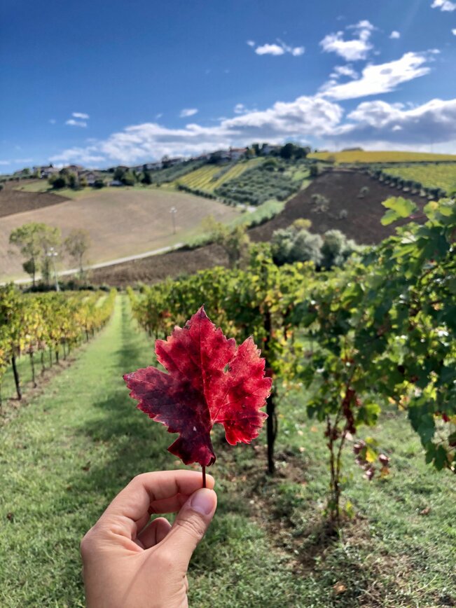 Tenuta Morganti
