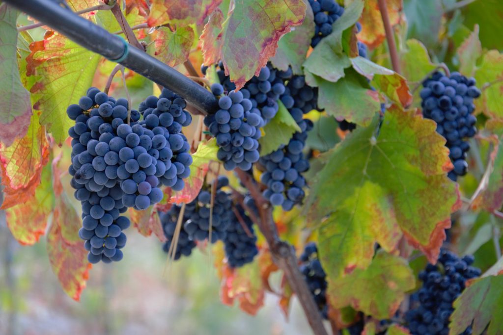 Tenuta Regina Di Sant'Angelo