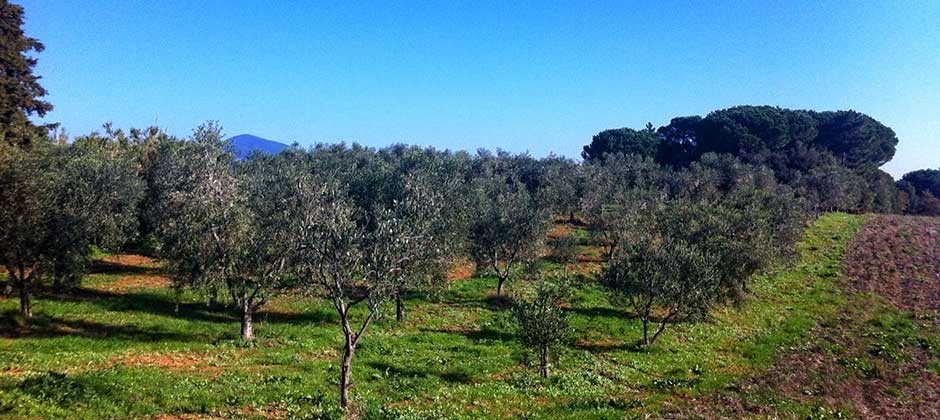 Tenuta Sterpai