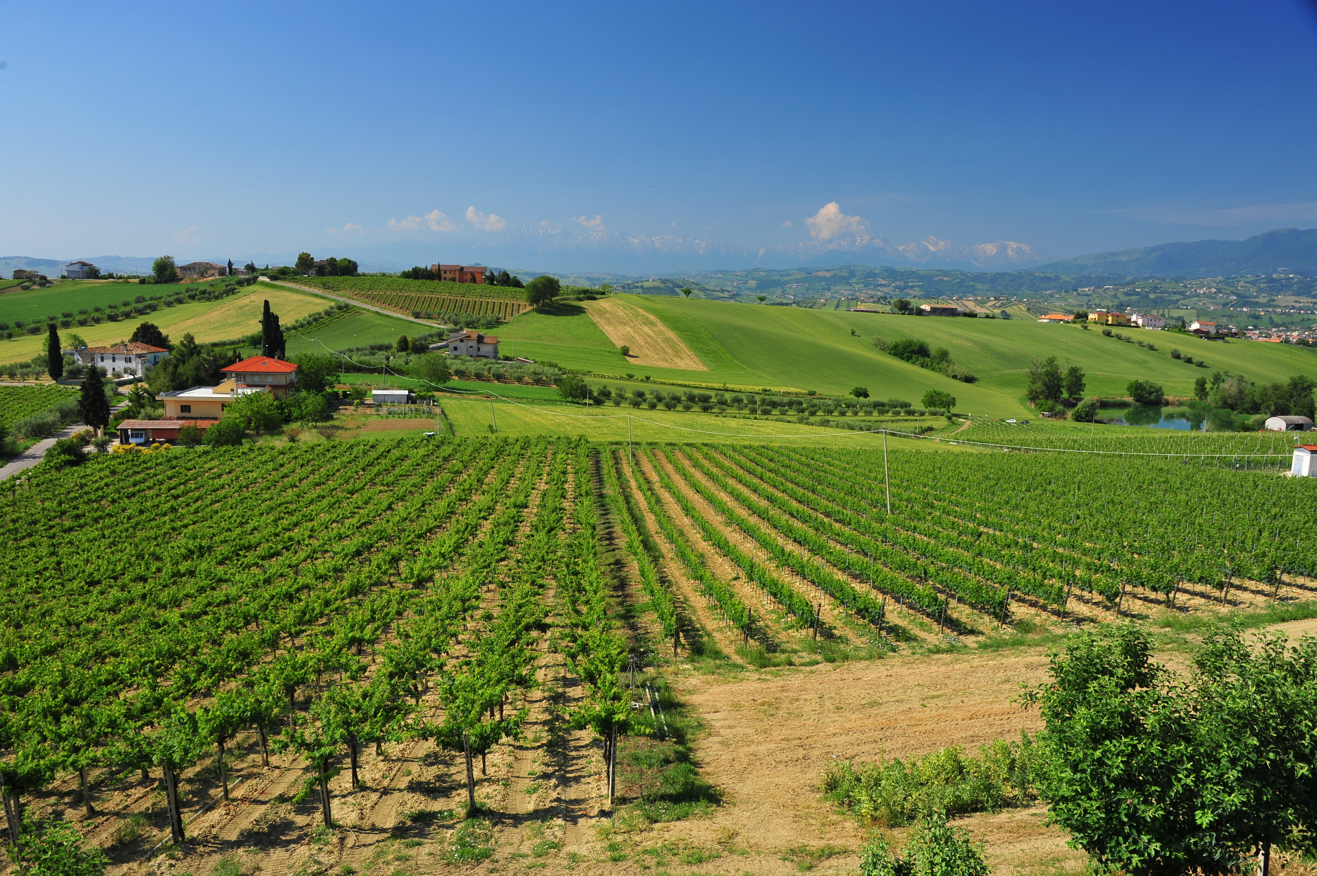 Vini Cordoni