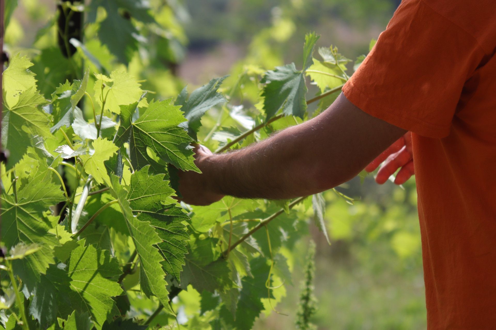 Tenuta Trium