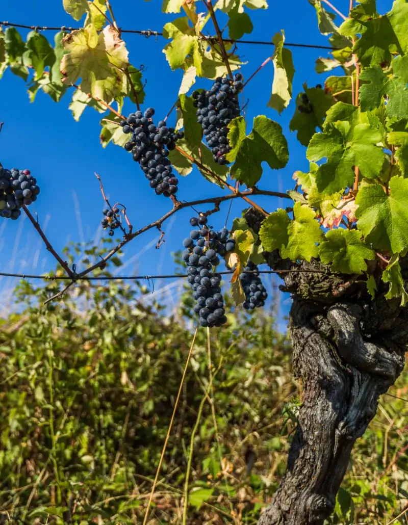 Vignaiole Prever Societa' Semplice Agricola