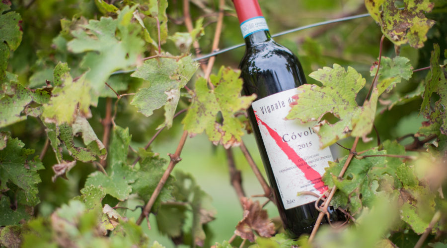 Vignale di Cecilia