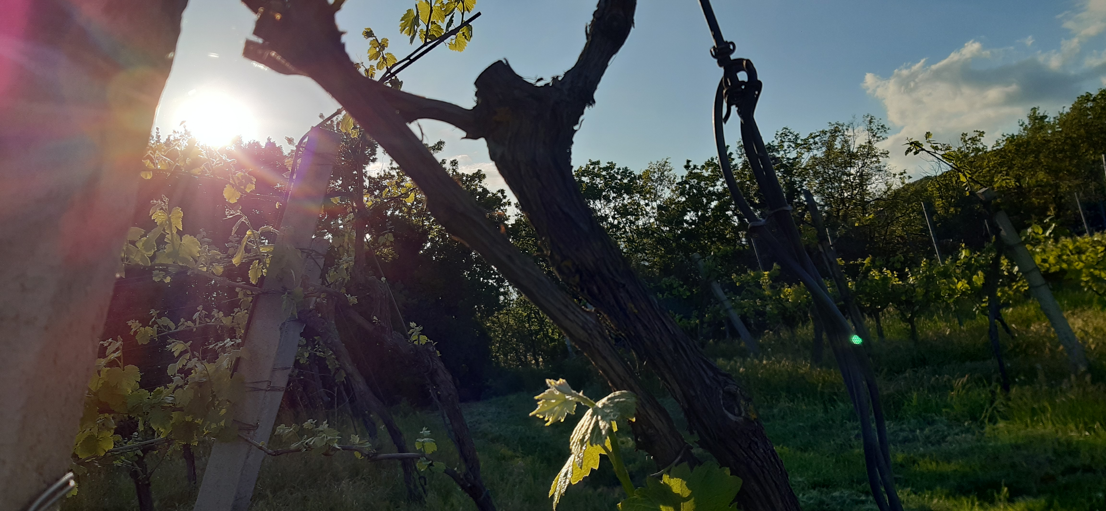 Vigne di Malies di Foschini Flaviano