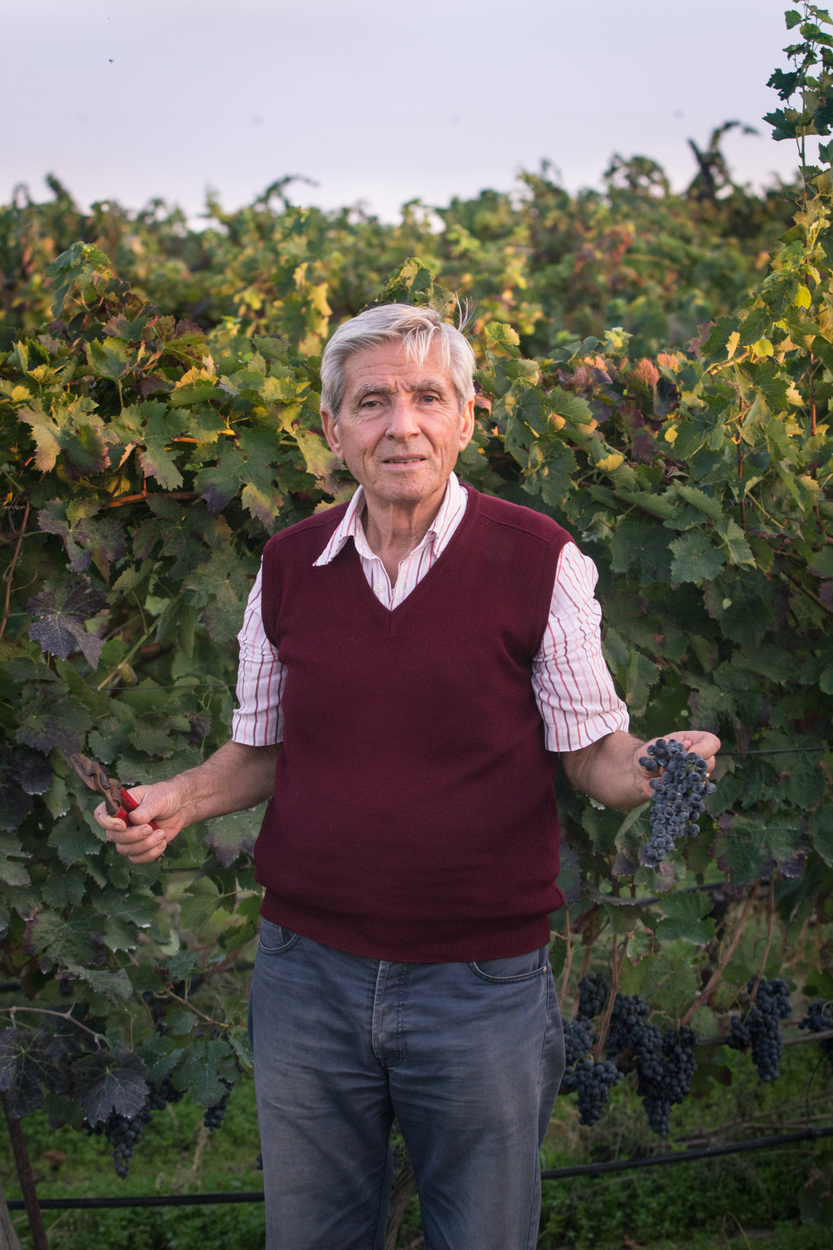 Vigne mastrodomenico