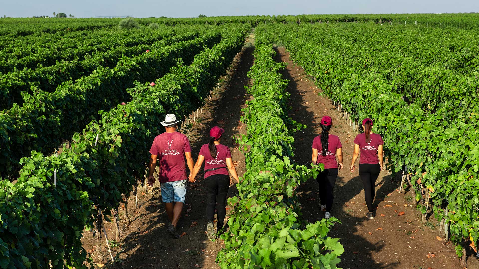 Vigne Monache