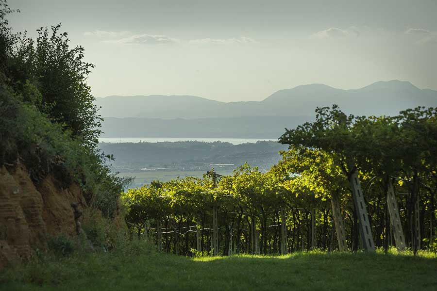 Vigneti di Ettore