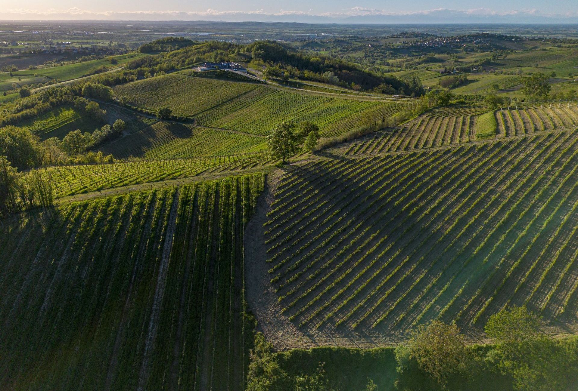 Vigneti Repetto