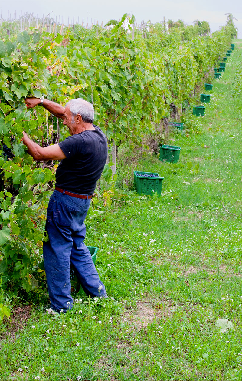 Vigneti Vallorani