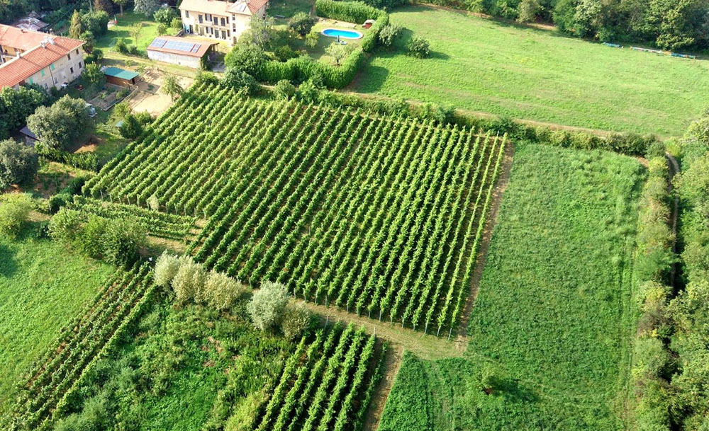 Vitivinicola Laghi d'Insubria