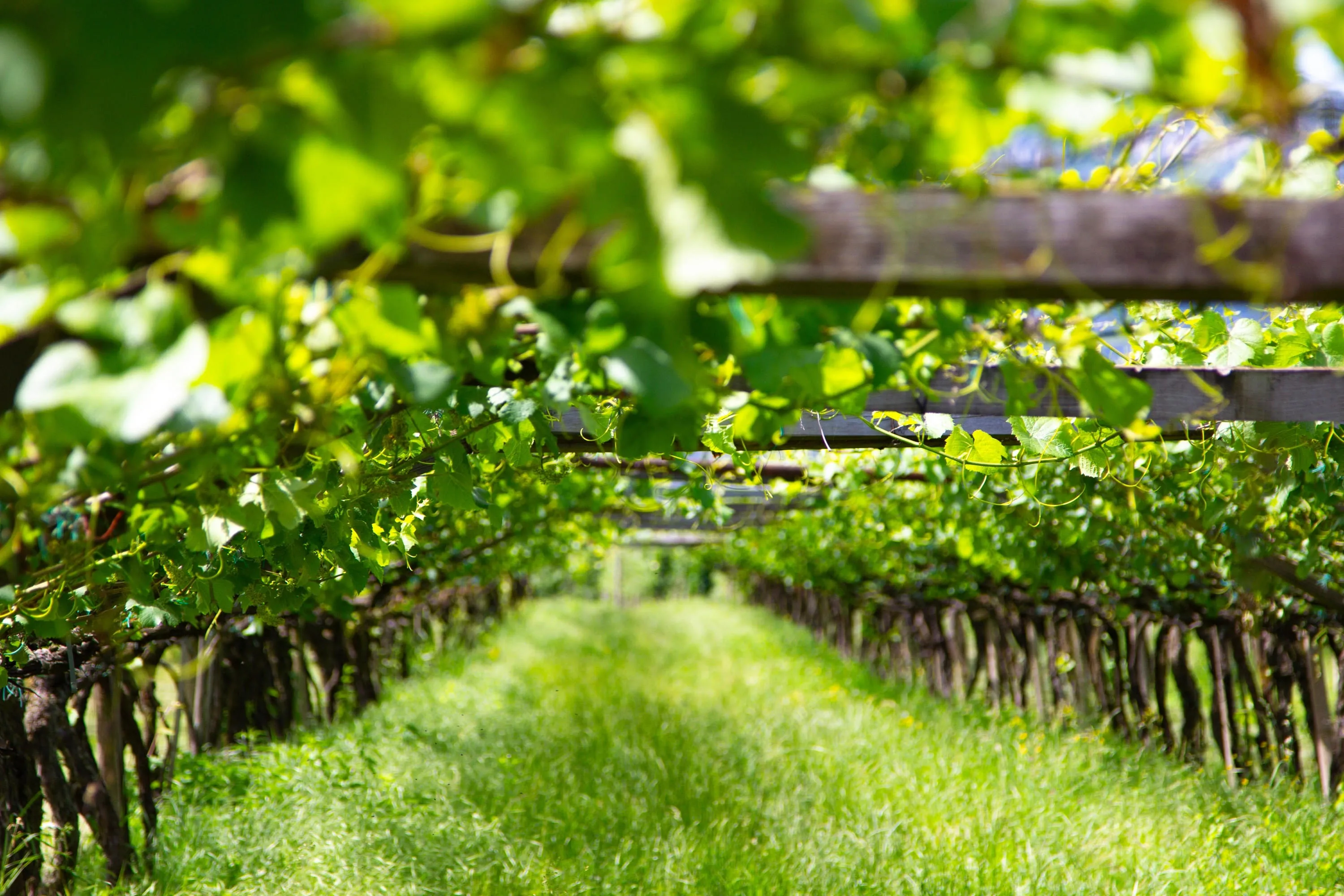 Weingut Teutsch