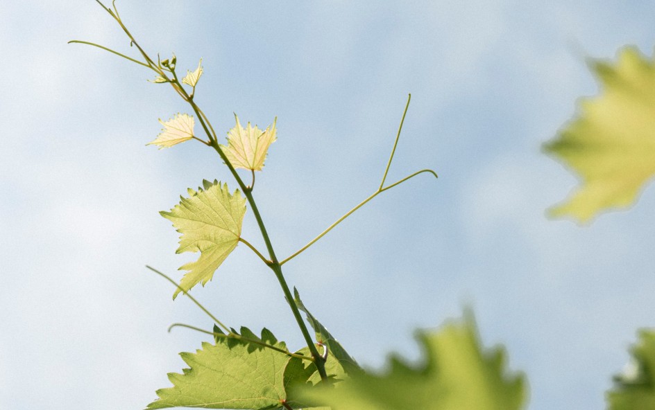 Widmann Wine - Angelinihof