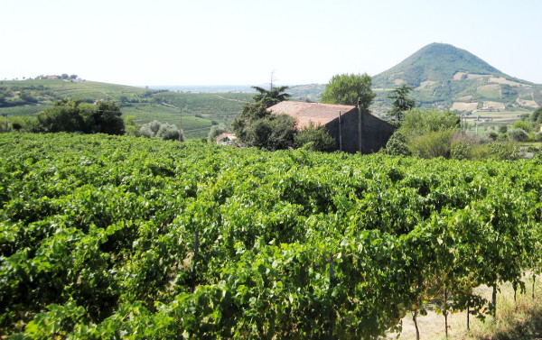 Cantina Massimo Mutta