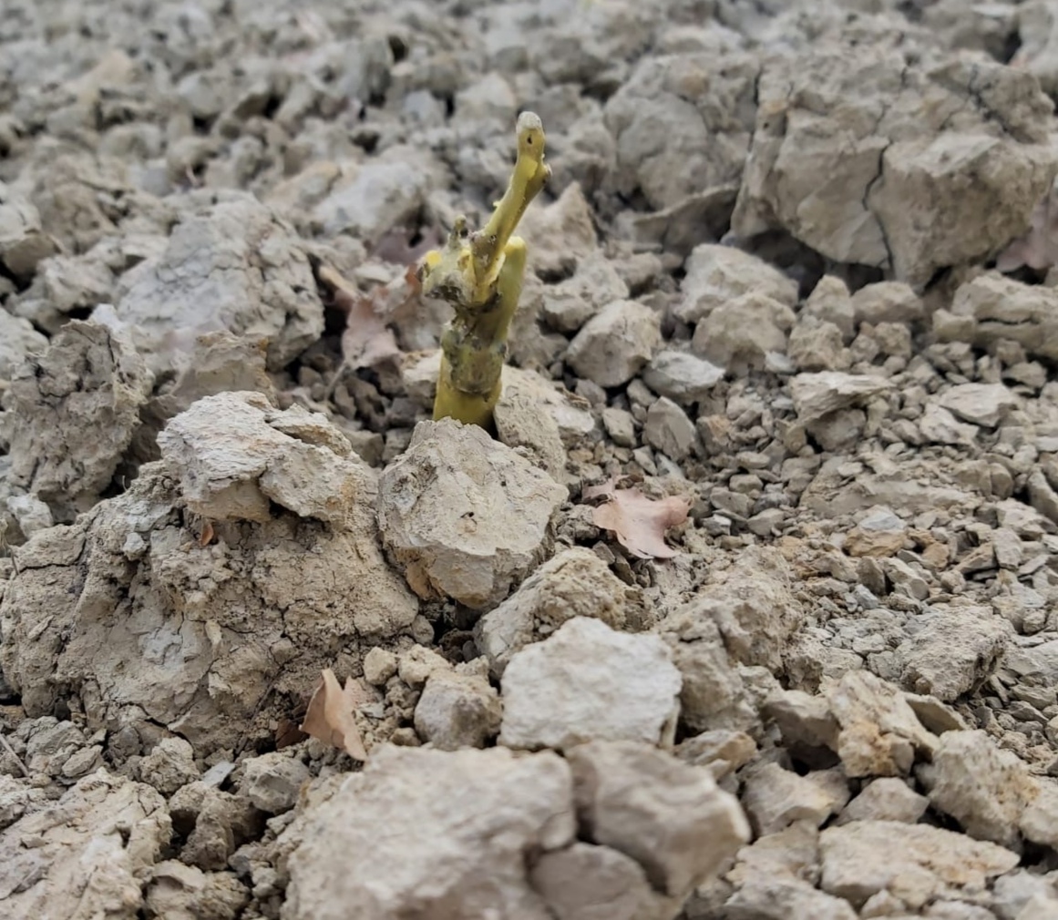 Azienda Vitivinicola Pievalta