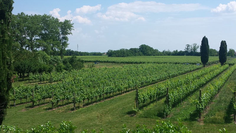 Azienda Agricola Tacoli Asquini