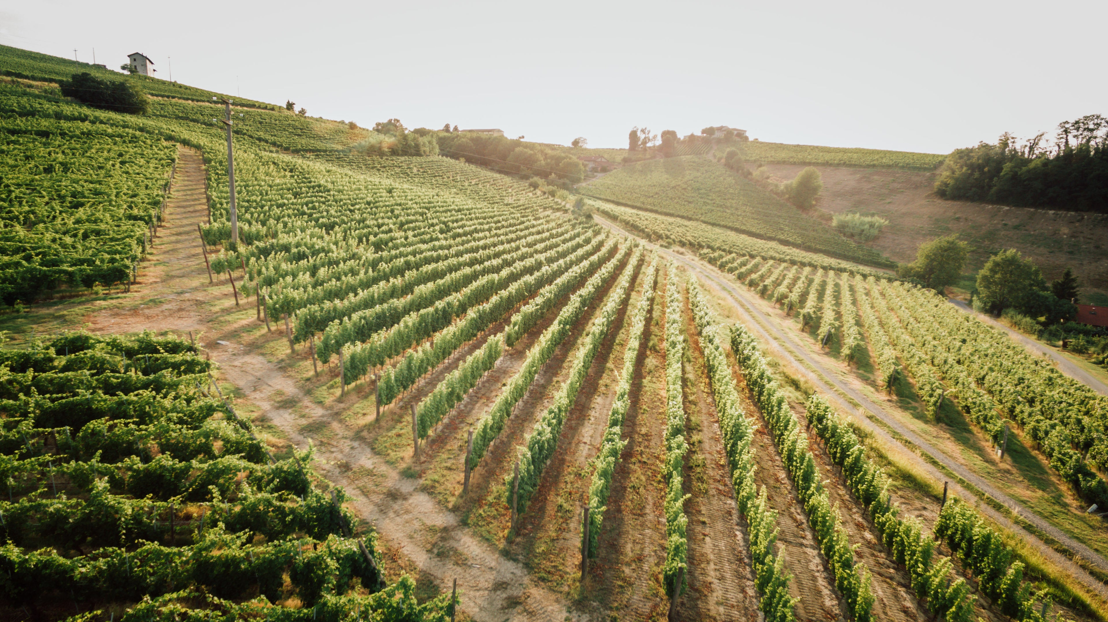 Azienda Agricola Giulio Arnera