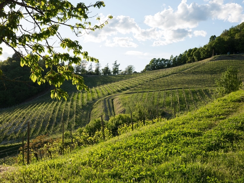 Tenuta La Tenaglia