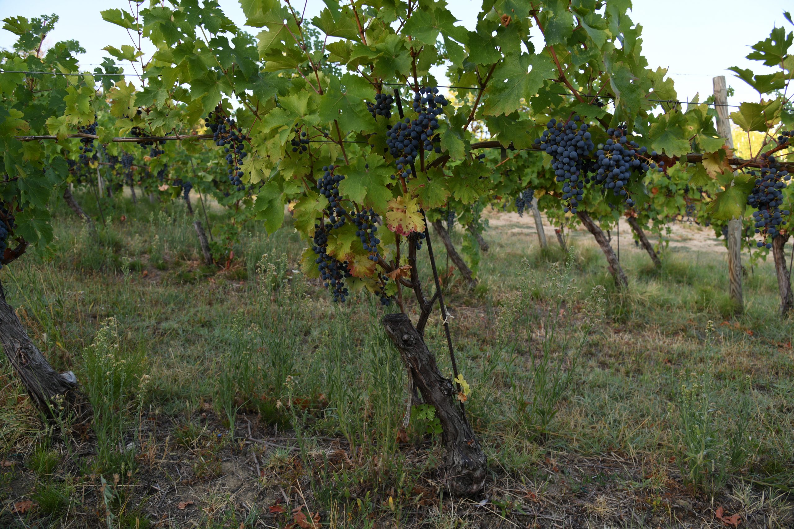 Cantina del Glicine