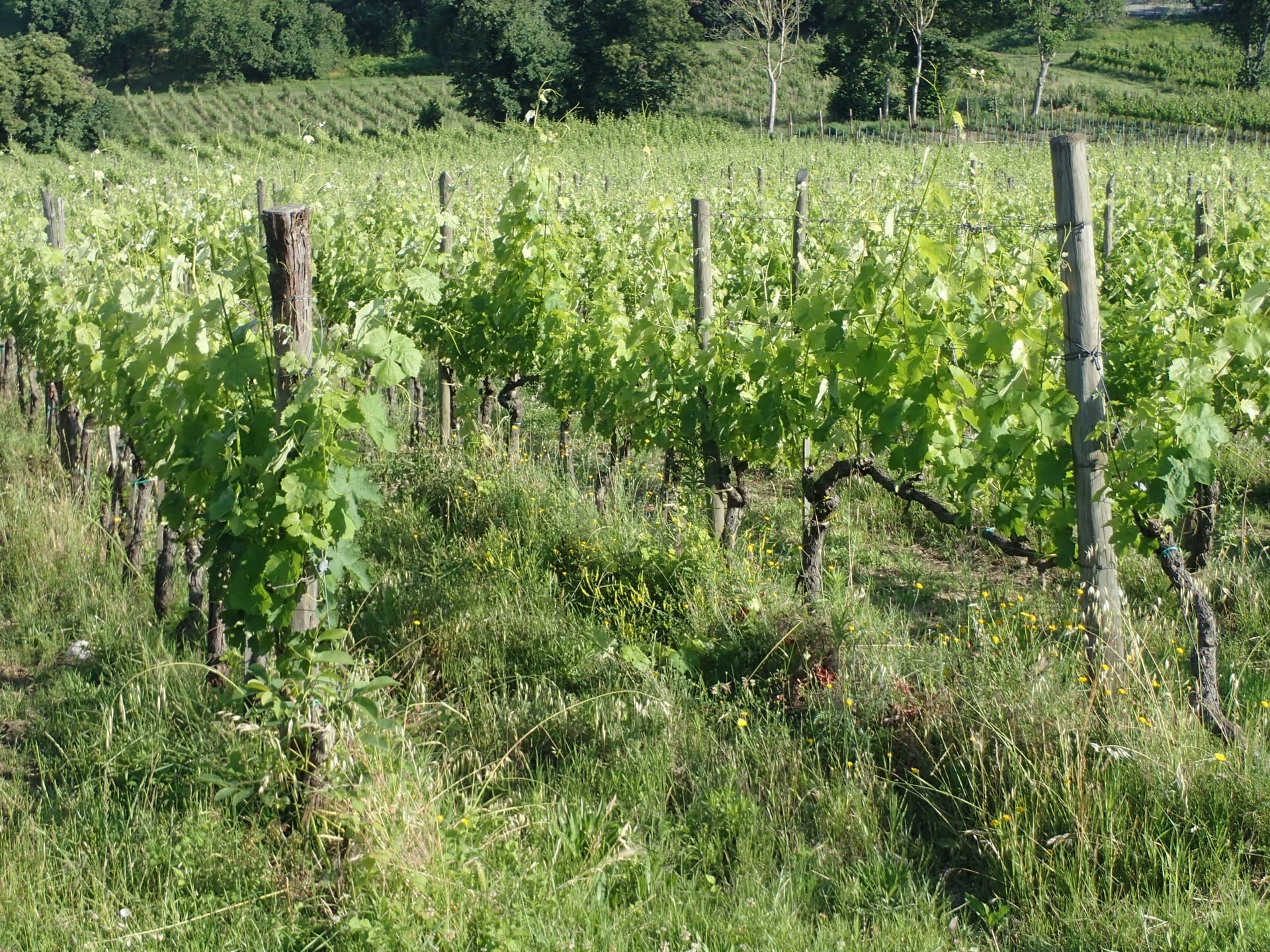 Azienda agricola La Molara