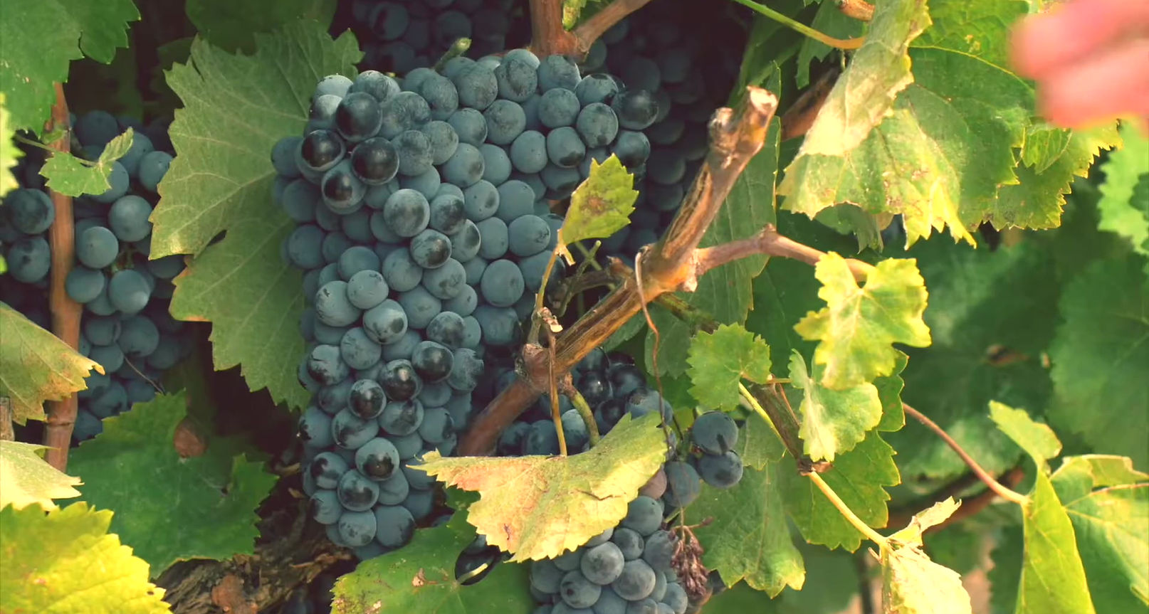 Cantina Chiara srl