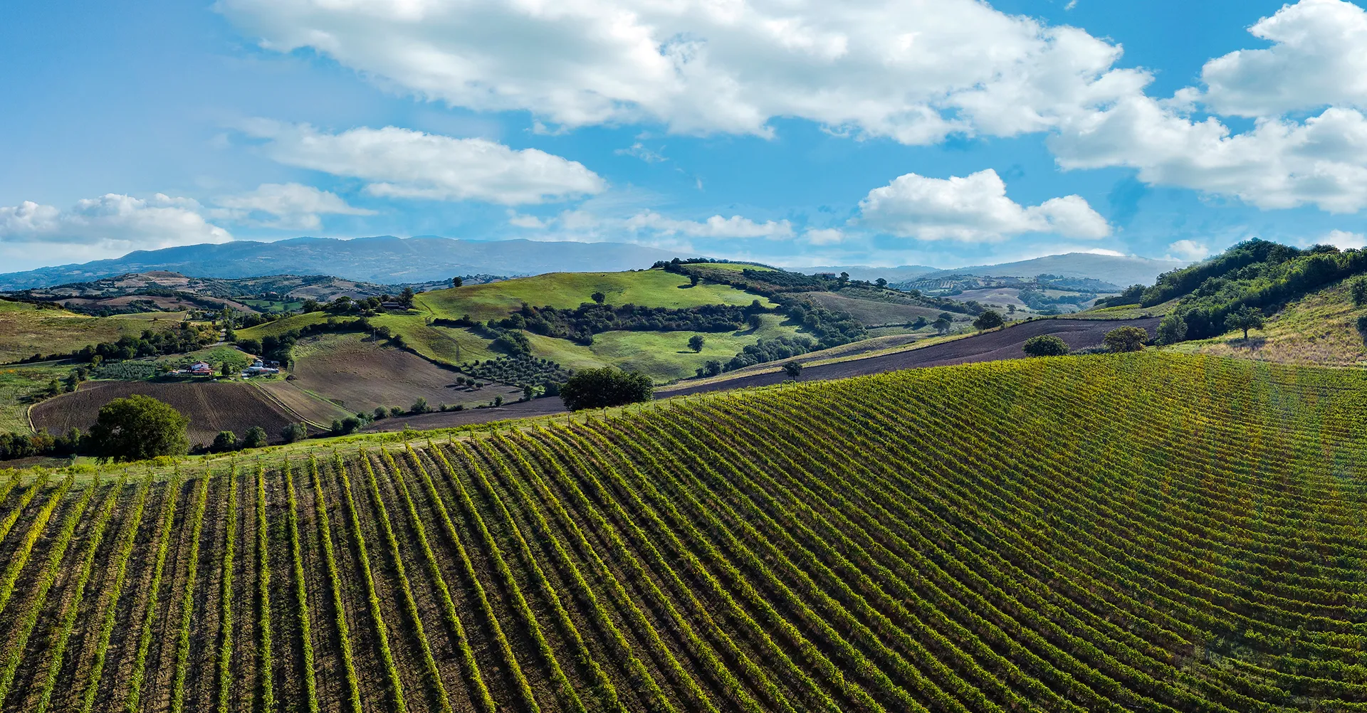 Cantina Cooperativa Vignaioli del Morellino di Scansano