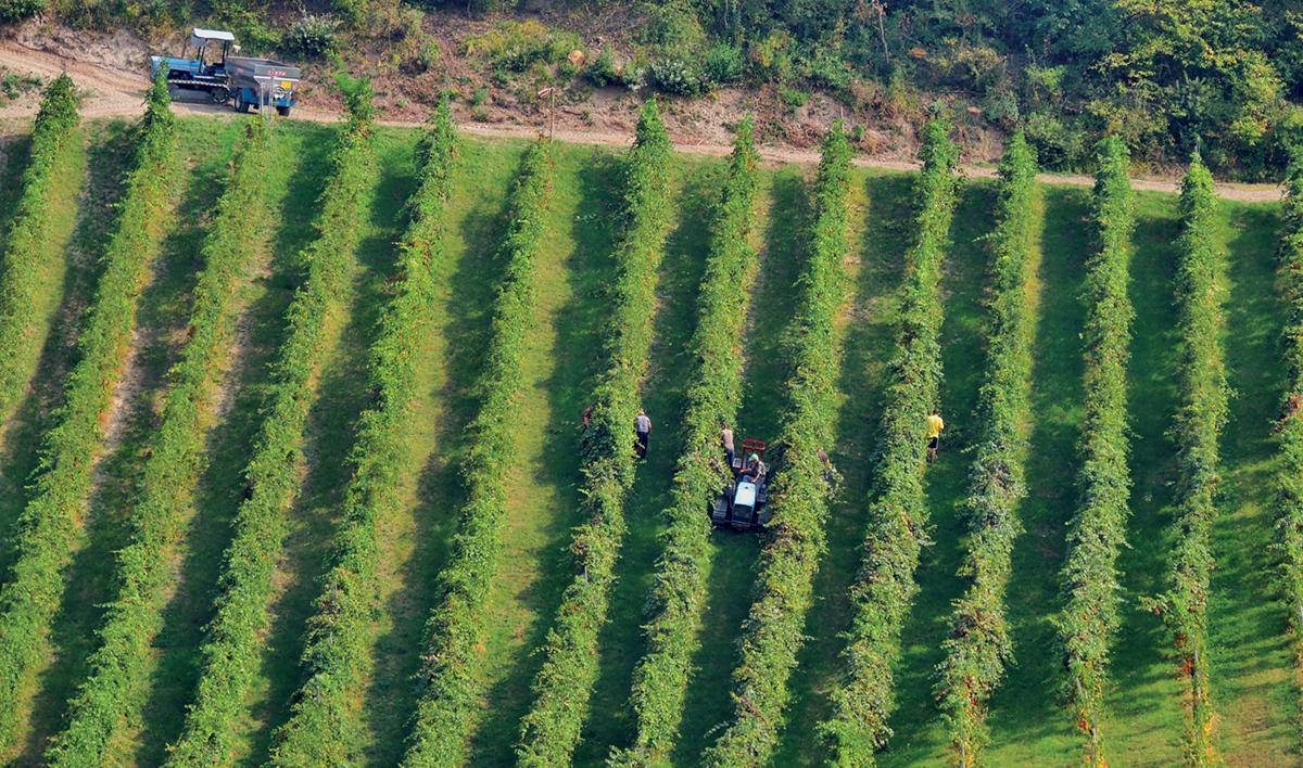 Cantina il Poggio
