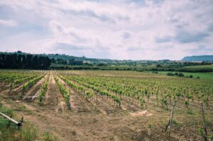 Cantine Pupillo