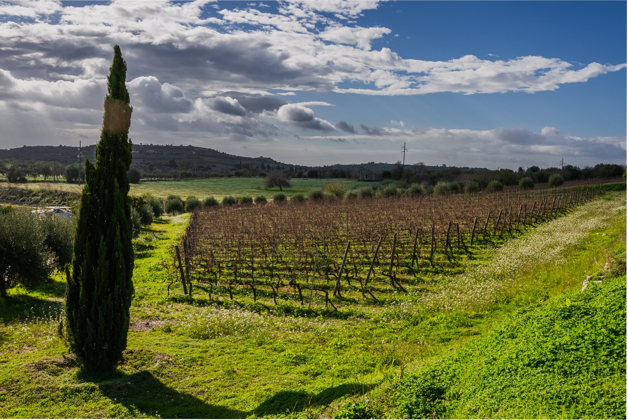Cantina Tenuta Palmeri
