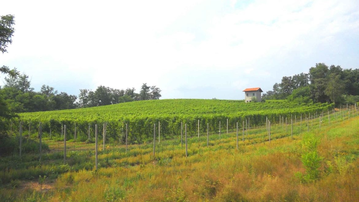 Cantina Fontechiara