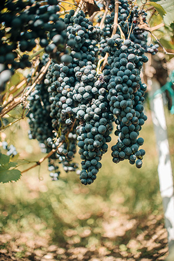 Tenuta Ievoli
