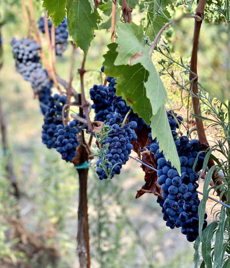 Terre Senesi Valdorcia