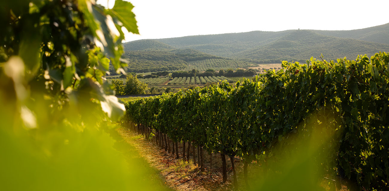 Cantina Santa Lucia