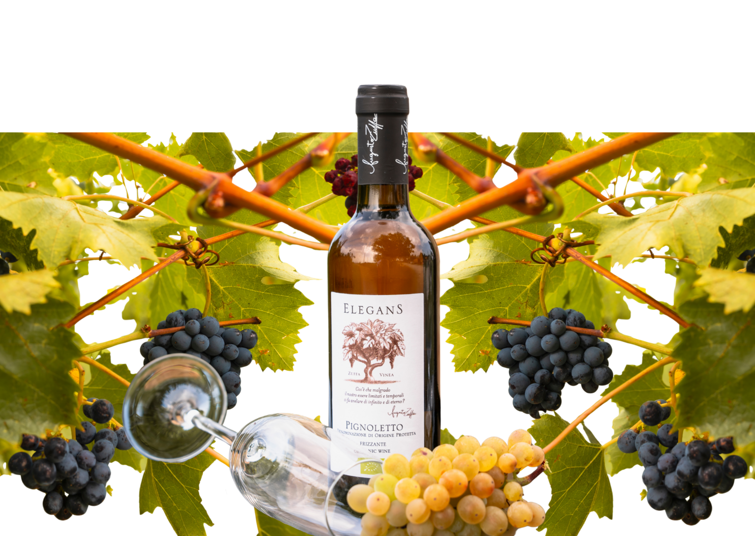 Azienda Vinicola e Fruttifera Biologica Zuffa