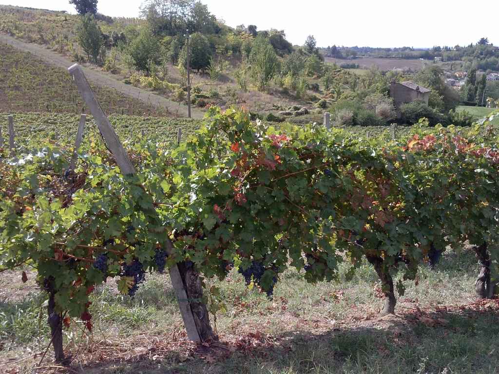 La nuova Bellaria