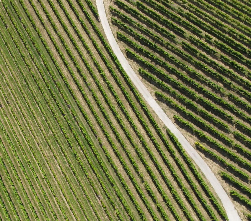 Azienda Agricola Giotto