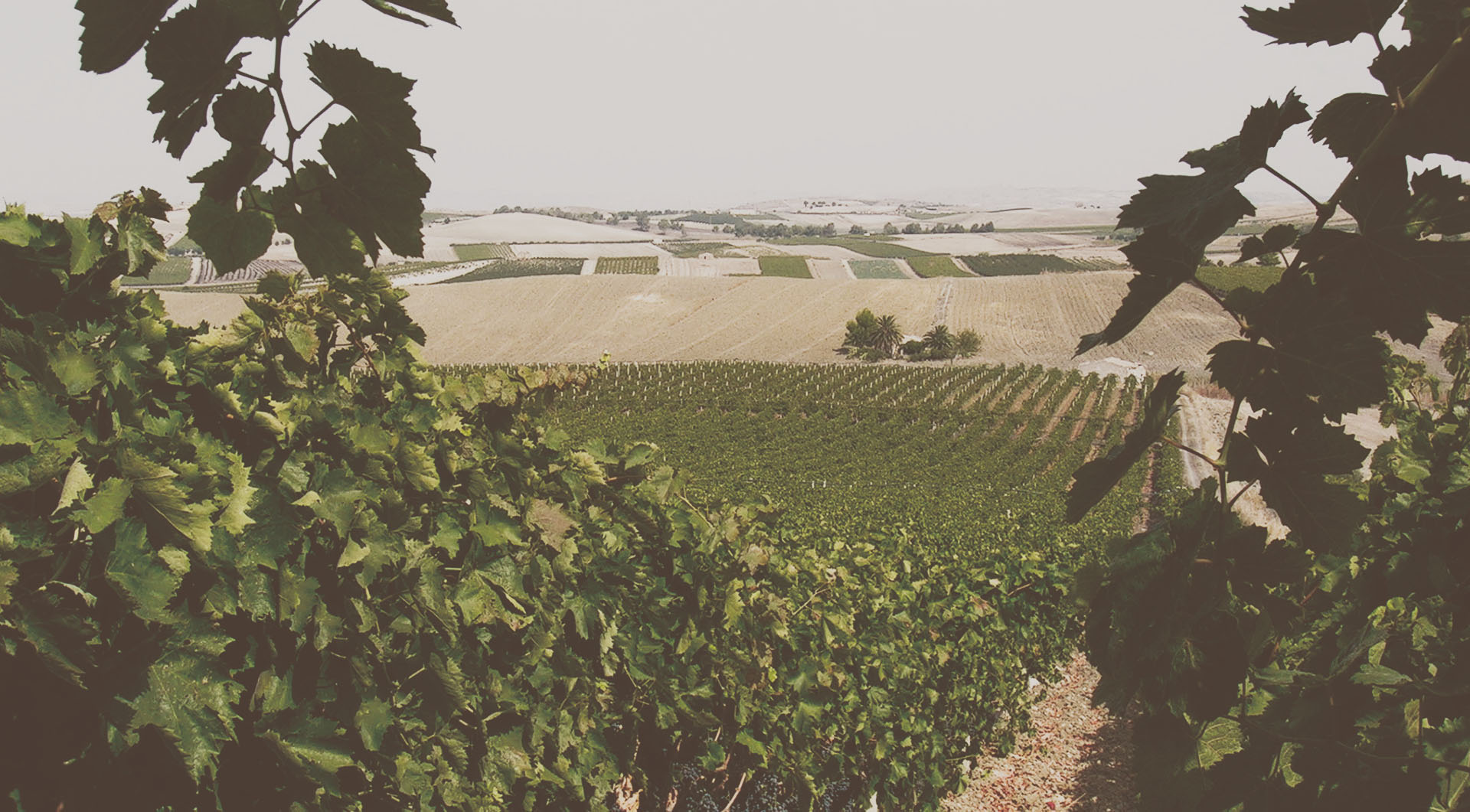 Cantina Sociale La Vite