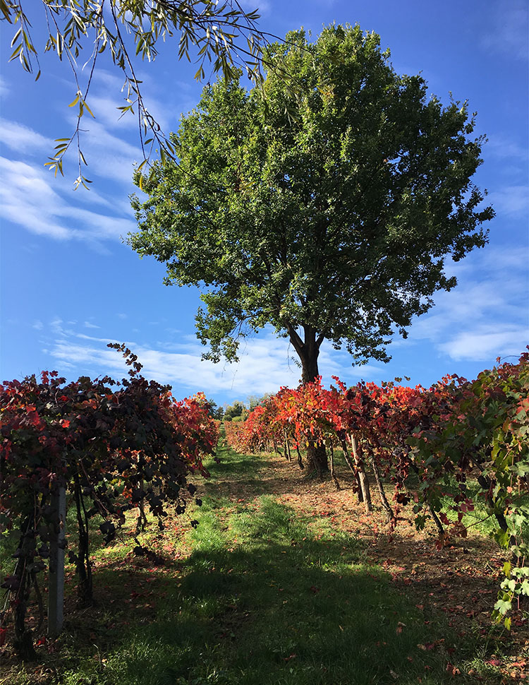 Azienda Agricola Villa Di Corlo S.A.S.